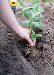 Neues Erdbeerbeet Anlegen Osmers Garten Erdbeerpflanzen Erdbeerbeet Pflanzen