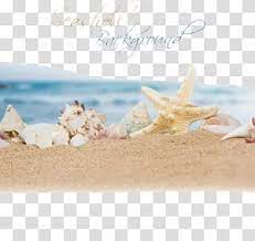 White And Brown Seashells Beach Sand Ocean Seashell Ocean Beach Transparent Background Png Clipart Beach Illustration Transparent Background Beach Sand