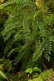 Image result for Lomariopsidaceae