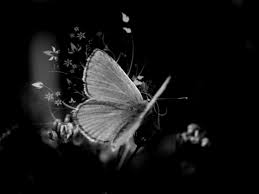 Follow the vibe and change your wallpaper every day! Free Download Black And White Butterfly Background Cfxq 1680x1260 For Your Desktop Mobile Tablet Explore 68 Black Butterfly Background Black Butterfly Background Wallpaper Flowers On Black Background Wallpaper
