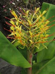 And what better way to celebrate so go ahead, shop around and send your san francisco friends and relatives beautiful bouqs blooms! Golden Gate Gardener Ornamental Ginger Late Summer Bloom In San Francisco
