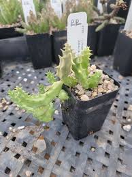 Image result for Duvalia