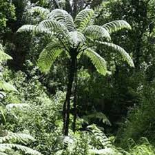 Image result for Cyathea thomsonii