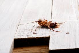 Get matched with top pest exterminators in salem, or. Pest Library Aaa Pest Exterminators Inc