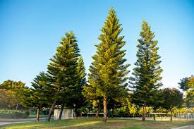 Image result for Araucaria columnaris