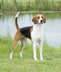 Black And Tan Foxhound Puppies American Foxhound It Is Taller Rangier Then Its Cousin The English Foxhound Known To Have A Musical Bark When It Is Hunti Honden Jachthonden Hondenrassen