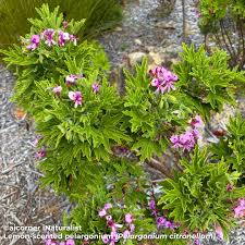 Image result for Syzygium niassense