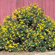 Image result for Chrysanthemoides