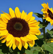 Bunga matahari atau dikenal dengan nama latin helianthus annuus l adalah salah satu bunga yang nah, popbela akan membeberkan tentang 5 arti dan filosofi bunga matahari yang membuat. Why Sun Flower