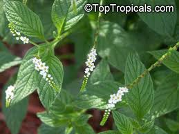 Image result for Heliotropium