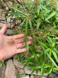 Image result for Cyperus distans