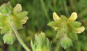 Image result for Eriosema pentaphyllum