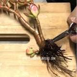 Image result