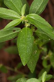 Image result for Acalypha polymorpha