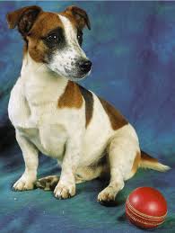 Последние твиты от haus of hund (@haus_of_hund). Duden Haushund Rechtschreibung Bedeutung Definition Herkunft