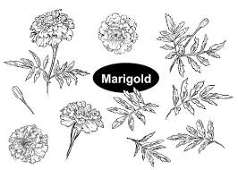 Marigold Drawing Stock Photos And Royalty Free Images Vectors And Illustrations Adobe Stock C) i like all the flowers. marigold drawing stock photos and