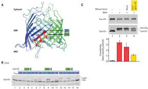 List of telescopic importers and import export companies with their shipment details. Membrane Protein Insertion Through A Mitochondrial B Barrel Gate Science