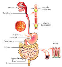 Digested molecules of food, water and minerals from the diet, are absorbed from the cavity of the upper small intestine. Easy Notes On Digestive System Learn In Just 6 Minutes Earth S Lab