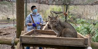 Последние твиты от bismarck bobcats (@bismarckbobcats). Caring For Bobcats Stories From A Real Life Zoo Guardian Smithsonian S National Zoo