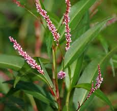 Image result for Persicaria barbata