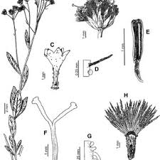 Image result for Stomatanthes sp.no.1