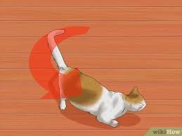 Cats and dogs can have strokes, but they seem to occur less frequently in pets than in people. How To Identify If Your Cat Has Had A Stroke With Pictures