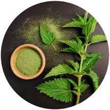 Image result for Urtica