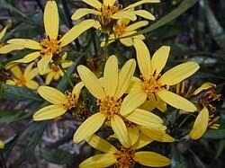 Image result for Tephrosia argyrolampra