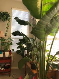 Obvious signs of infection are white webbing, yellow blotches on leaves, and even silver or bronze streaks. My Bird Of Paradise Has Spider Mites All Over It Been Spraying With Castile Soap Mixture Whenever I Water It Any Other Suggestions Houseplants