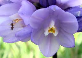 Image result for Dicoma capensis