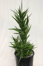 Image result for Aloe cannellii