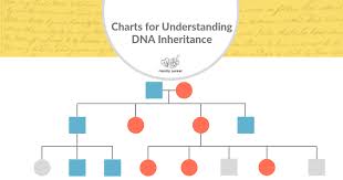 Charts For Understanding Dna Inheritance Family Locket