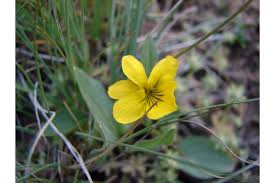 Image result for Viola eminii