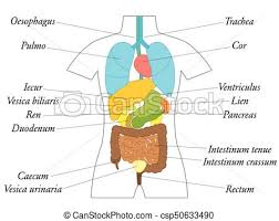 Internal Organs Latin Terms Anatomy Chart