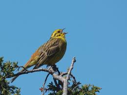 Horen Sie Die Goldammer Auf Deutsche Vogelstimmen De Welches Eine Umfassende Sammlung An Deutschen Vogelstimmen Ist Funktion Vogel Im Garten Vogelarten Tiere
