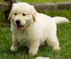 Roanoke va codes are a list of codes given by the developers of the game to help players and encourage them to play the game. Beautiful Golden Retriever Pups For Sale Roanoke Va Free Classifieds In Usa