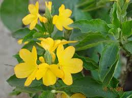 Image result for Crossandra greenstockii