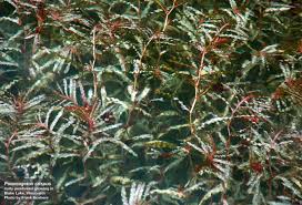 Image result for Potamogeton crispus