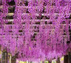 Wisteria Flowers At The Toba Water Purification In Kyoto Wisteria Kyoto Japan Cooljapan Kyototravel Kyotoflowers Beautiful Images Cool Pictures Wisteria