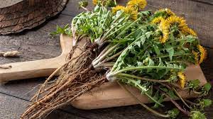 Rễ cây bồ công anh (dandelion root) là gì? Có lợi gì đối với sức khỏe?