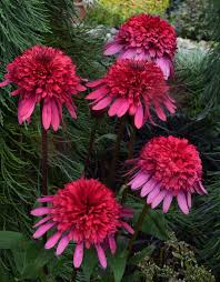We will keep you up to date on seasonal crops and products grown locally in massachusetts. Plants That Thrive In New England Greenhouse Grower