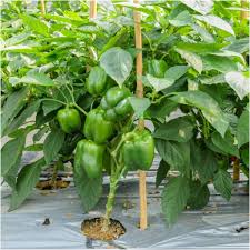 Image result for Capsicum
