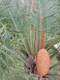 Image result for Cycas thouarsii