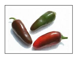 The jalapeño is variously named huachinango, for the ripe red jalapeño, and chile gordo (meaning fat chili pepper) also known as cuaresmeño. Jalapeno Tam Pepper Buy Live Chili Pepper Plants Jalapeno Tam Online