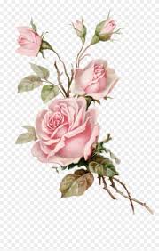 Black And White Rose Transparent Background Pin On 2019 Printables