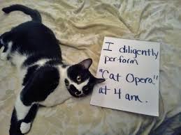I Am A Creeper When My Owner Is Showering I Bit My Owner On The Rear When She Was Bending To Clean My Litter Box Cat Shaming Animal Shaming Funny