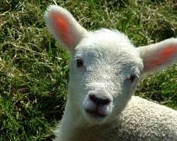 La tradizione ebraica ortodossa prescrive inoltre che, durante la pasqua, i pasti siano preparati e serviti usando stoviglie riservate strettamente a questa ricorrenza. E Giusto Mangiare L Agnello A Pasqua Si Infiamma Il Dibattito Tra Vegetariani E Tradizionalisti Ecoseven