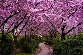 #japan #travel #cherryblossoms cherry blossom tree blossom trees japanese cherry blossoms cherry tree beautiful world beautiful. Spring In Japan Wallpapers Hd Free Download Pixelstalk Net