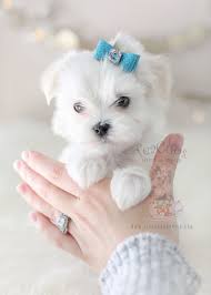 Can be taken with you petplan does. Toy Maltese Puppies For Sale Online Shopping