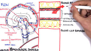 bacterial meningitis pathophysiology